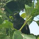 Tisserin noir