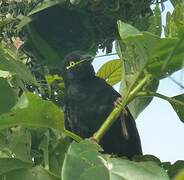 Vieillot's Black Weaver