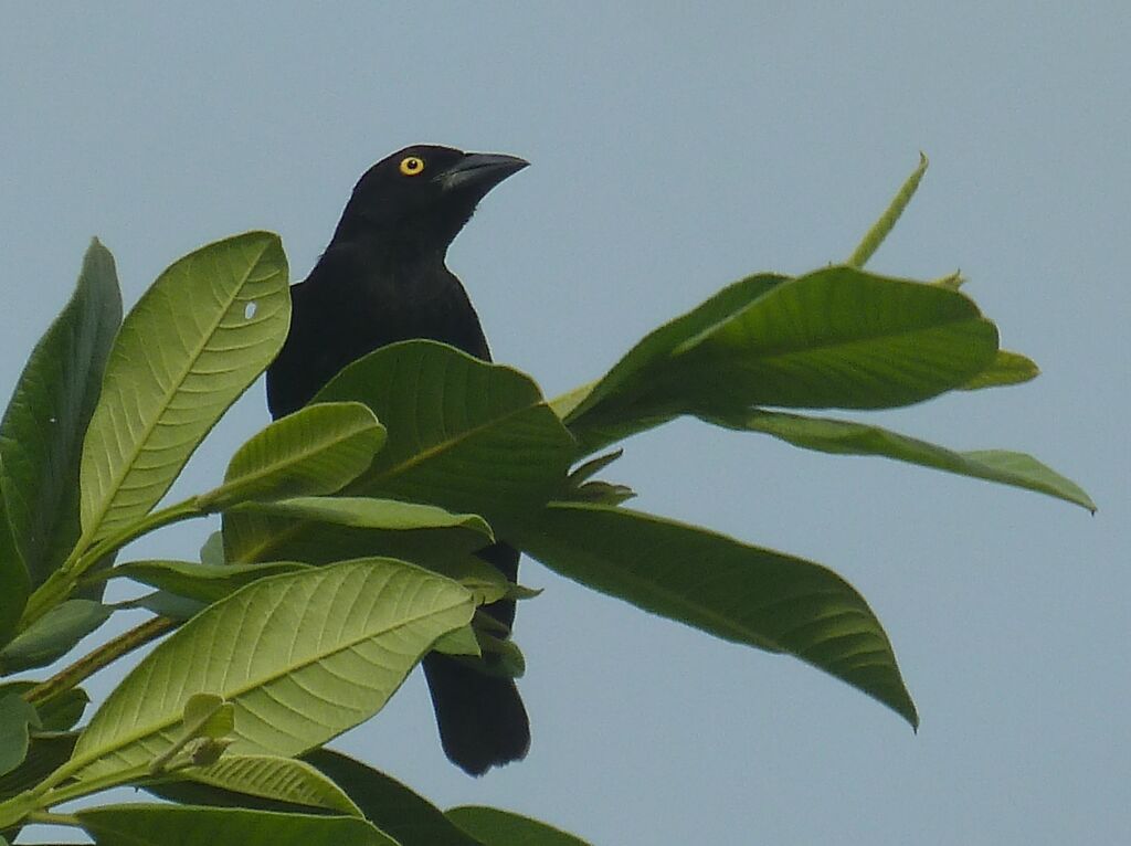 Tisserin noiradulte, identification