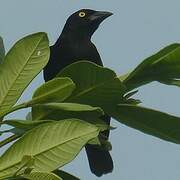 Vieillot's Black Weaver