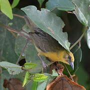 Vieillot's Black Weaver