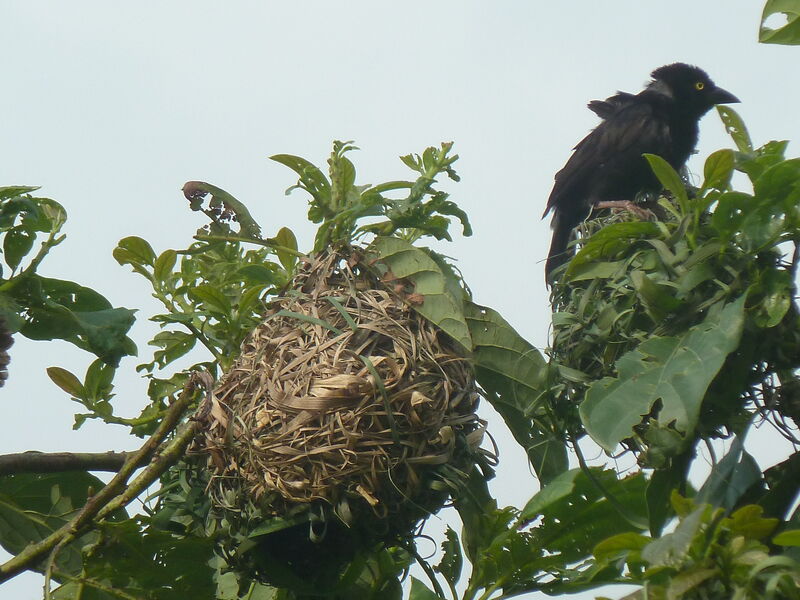 Chestnut-and-black Weaveradult, Reproduction-nesting