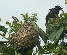 Tisserin noir et marron