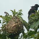 Tisserin noir et marron