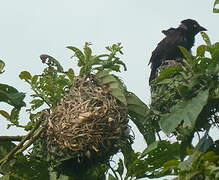 Chestnut-and-black Weaver