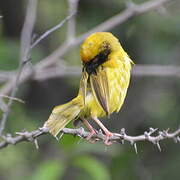 Vitelline Masked Weaver