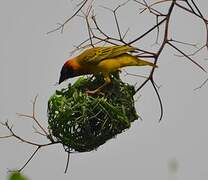 Vitelline Masked Weaver