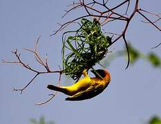 Vitelline Masked Weaver