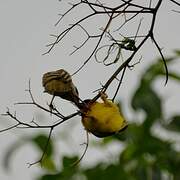 Vitelline Masked Weaver