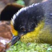 Pale-naped Brushfinch