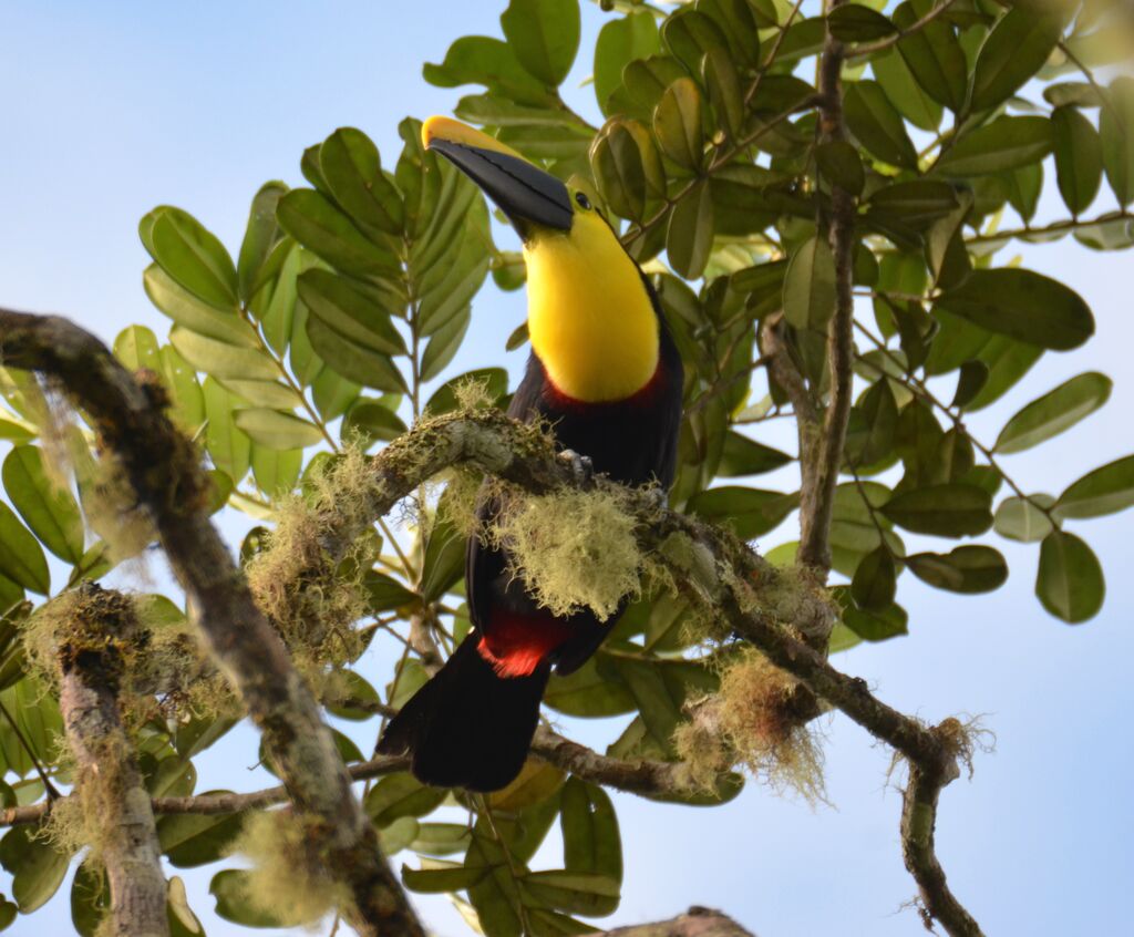 Toucan du Chocóadulte, identification