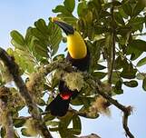 Toucan du Chocó