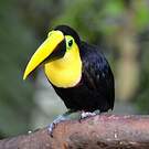 Toucan du Chocó