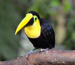 Toucan du Chocó