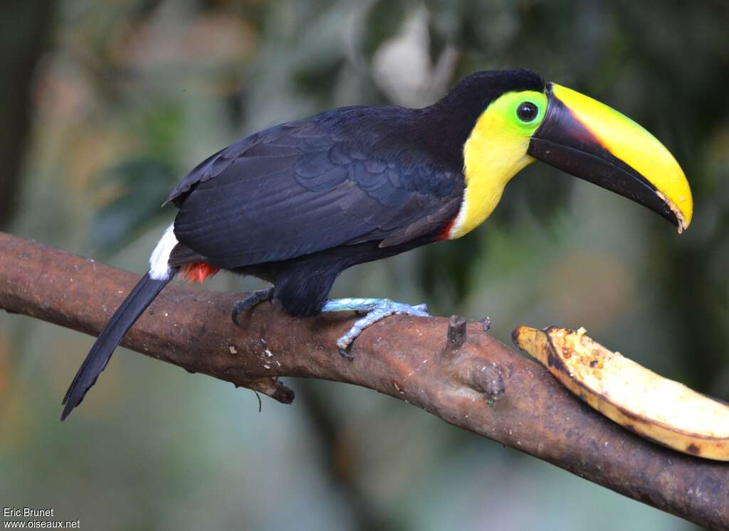 Toucan du Chocóadulte, identification, mange