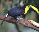 Toucan du Chocó