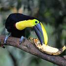 Toucan du Chocó