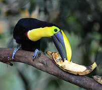 Toucan du Chocó