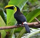 Toucan du Chocó