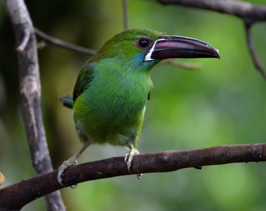 Crimson-rumped Toucanetadult, identification