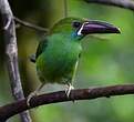 Toucanet à croupion rouge