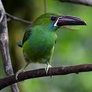 Toucanet à croupion rouge