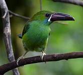 Toucanet à croupion rouge