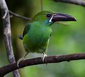 Toucanet à croupion rouge