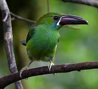 Crimson-rumped Toucanet