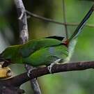 Toucanet à croupion rouge