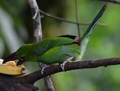 Crimson-rumped Toucanet