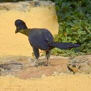 Purple-crested Turaco