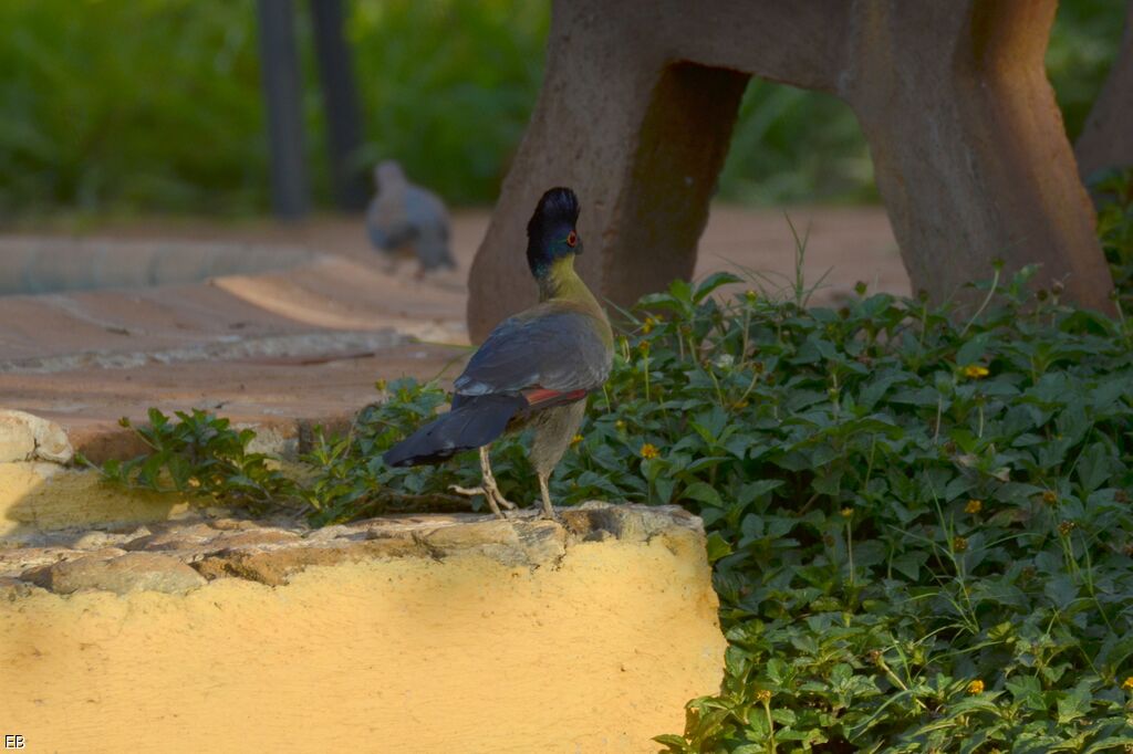 Touraco à huppe splendide, identification