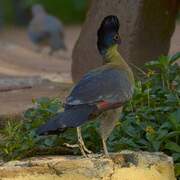 Purple-crested Turaco