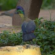 Purple-crested Turaco