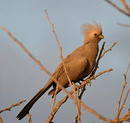 Grey Go-away-bird