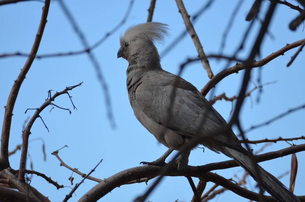 Grey Go-away-birdadult, identification