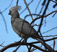 Grey Go-away-bird