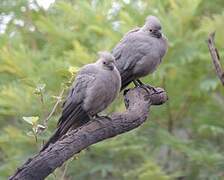 Grey Go-away-bird