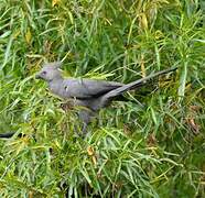 Grey Go-away-bird