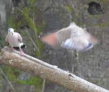 Blue-spotted Wood Dove