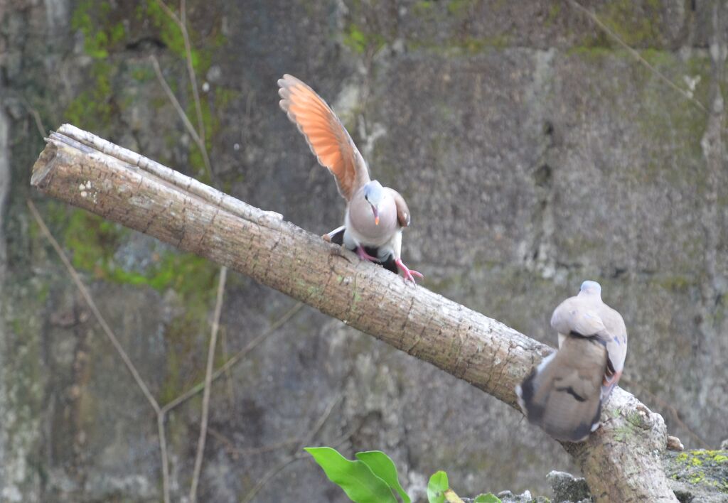 Blue-spotted Wood Dove adult breeding, Behaviour