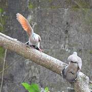 Blue-spotted Wood Dove