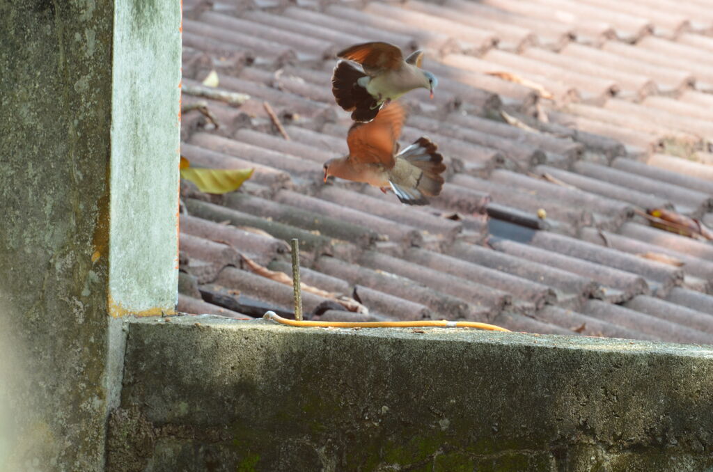 Blue-spotted Wood Dove adult breeding, Behaviour