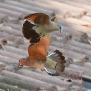 Blue-spotted Wood Dove