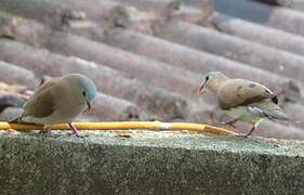 Blue-spotted Wood Dove