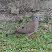 Blue-spotted Wood Dove