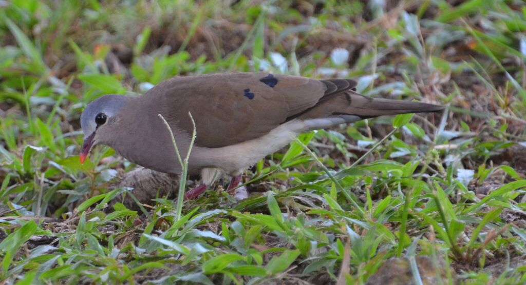 Blue-spotted Wood Doveadult, identification