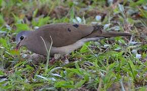 Blue-spotted Wood Dove