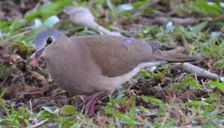 Blue-spotted Wood Dove